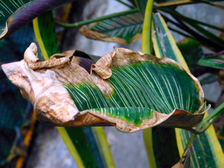 butterfly on a flower