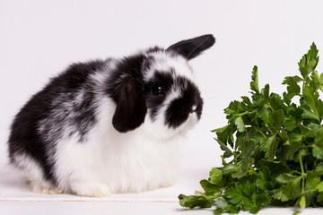 small dwarf rabbit sitting next to green fresh parsley on a white background