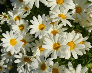 Meadow of white chamomile flowers close up.