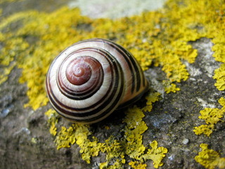 Schnecke auf Moos