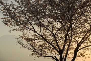 桜夕景