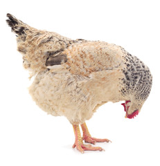 Brown hen isolated.