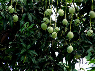 green olives on a tree