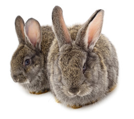 Gray rabbits isolated.