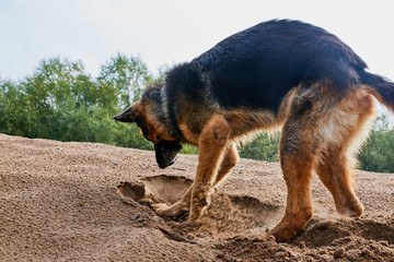 Dog German Shepherd outdoors on sand in a summer