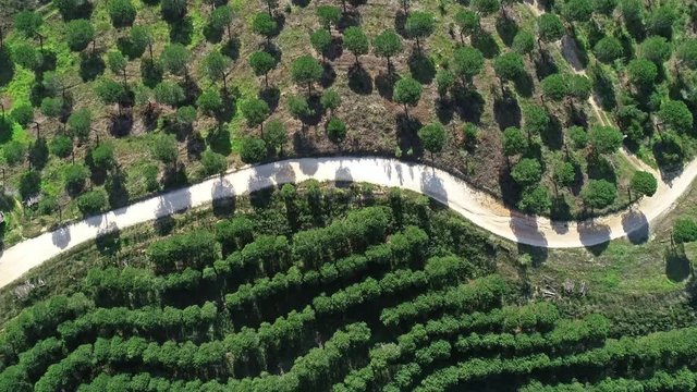 Aerial top view of orange tree groves on hills in Portugal, 4k
