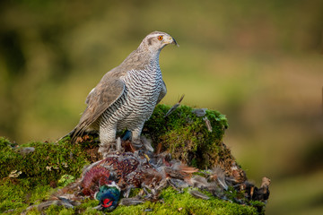 A goshawk Accipiter gentilis perched erect on a bank protecting its prey of a pheasant
