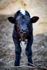 portrait of a calf 
