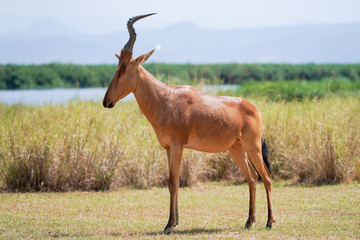 Damaliscus in Murchison Falls