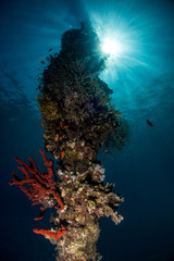 Fototapeta na wymiar old jetty underwater shams diving center safaga