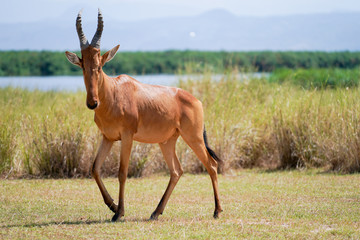 Damaliscus in Murchison Falls