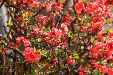 Obraz premium 京都ぶらり、春の花、ボケ