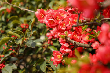 京都ぶらり、春の花、ボケ