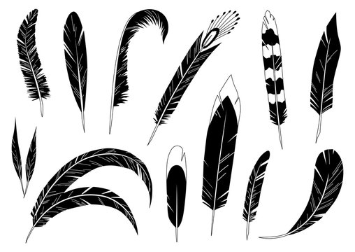 Realistic detailed feathers set, hand drawn vector illustration, black ink graphic isolated on white . Art decorative element for prints, cards, pattern, tattoo design.