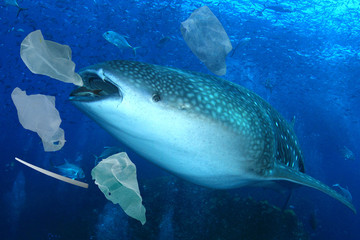 Plastic ocean pollution. Whale Shark filter feeds in polluted ocean, ingesting plastic 