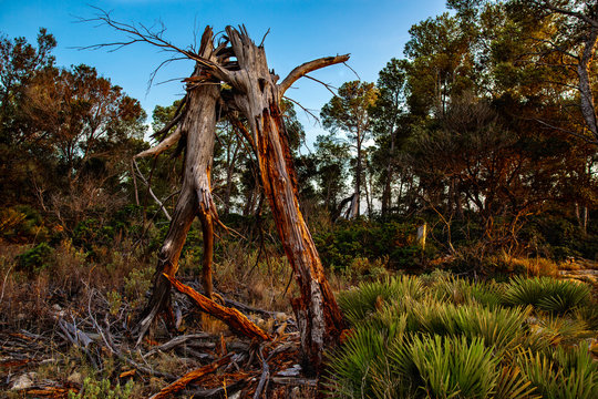 Tronco partido por una tormenta