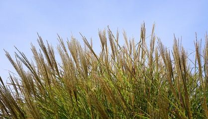 Ornamental grass on blue sky background.