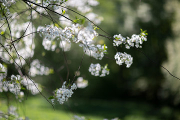 Цветение яблоневого майского сада в заповеднике Коломенское в Москве