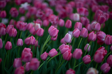 Нежные светло-фиолетовые тюльпаны в нескучном саду