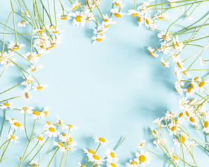 Flowers composition. Chamomile flowers on pastel blue background. Spring, summer concept. Flat lay,...