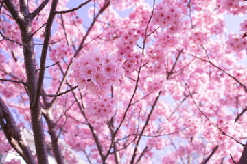 咲きほこる陽光桜
