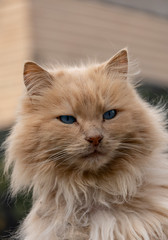 Cat beige in relax on the wall