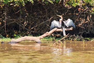 Heron openng its wings to dry them at the sun, Pantanal, Brasil