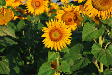 Sunflower