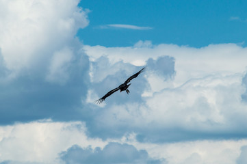 Eagle in the sky, Grand Canyon, USA