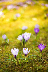 Spring crocus flowers- soft focus photo