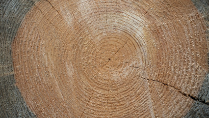 Naklejka premium Wood texture of cut tree trunk