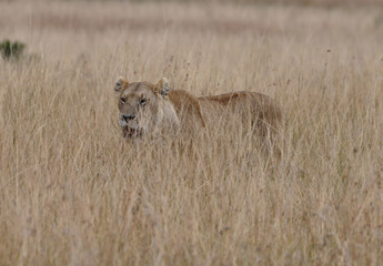 Lioness in savannah