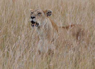 Lioness in savannah