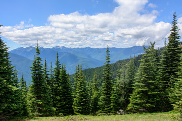 Mountain forest, Olympic National Park - Washington state. USA