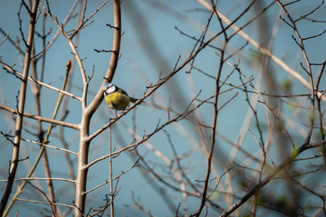 Mésange dans les branches