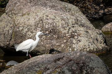 Aigrette devant des rochers