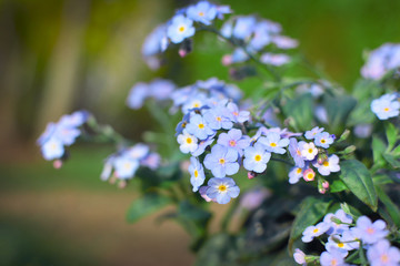 Close up of beautiful light purple  "forget me nots" Myosotis spring flowers on green background