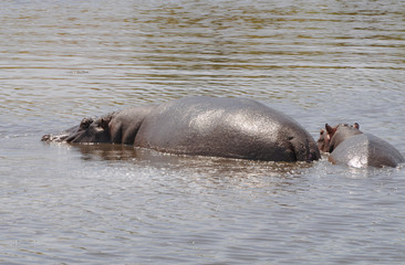 Hippo in savannah