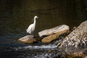 Obraz premium Aigrette dans l'eau 