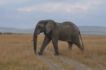 Naklejka na ściany i meble Elephant in savannah