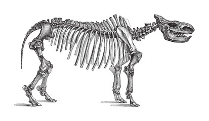 Skeleton Rhinoceros tichorhinus / vintage illustration from Meyers Konversations-Lexikon 1897