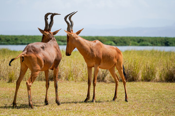 Damaliscus in Murchison Falls