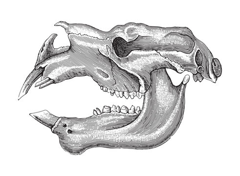 Skull Giant Wombat (Diprotodon) / vintage illustration from Meyers Konversations-Lexikon 1897