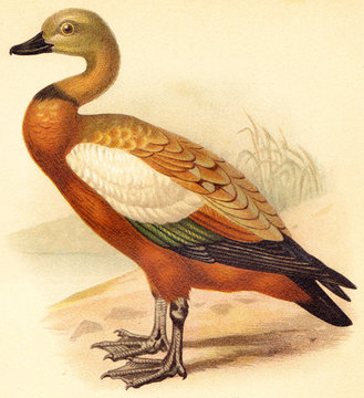 Ruddy Shelldrake (Casarca rutila) / vintage illustration from Meyers Konversations-Lexikon 1897