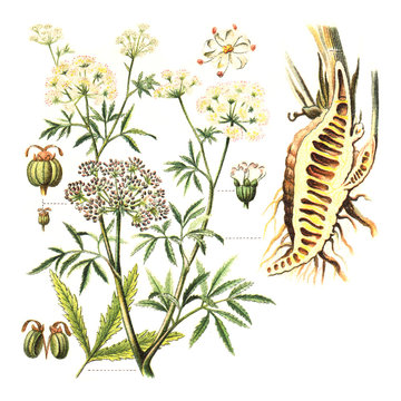 Cowbane or Northern Water Hemlock (Cicuta virosa) - poisonous plants / vintage illustration from Meyers Konversations-Lexikon 1897