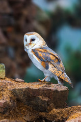 common barn owl ( Tyto albahead ) head close up