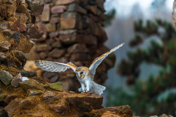 common barn owl ( Tyto albahead ) head close up