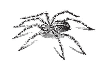 Barn funnel weaver spider or Domestic house spider (Tegenaria domestica) / vintage illustration from Meyers Konversations-Lexikon 1897