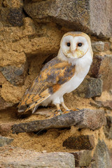 common barn owl ( Tyto albahead ) head close up