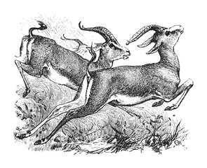 Dorcas gazelle / vintage illustration from Brockhaus Konversations-Lexikon 1908 © Hein Nouwens